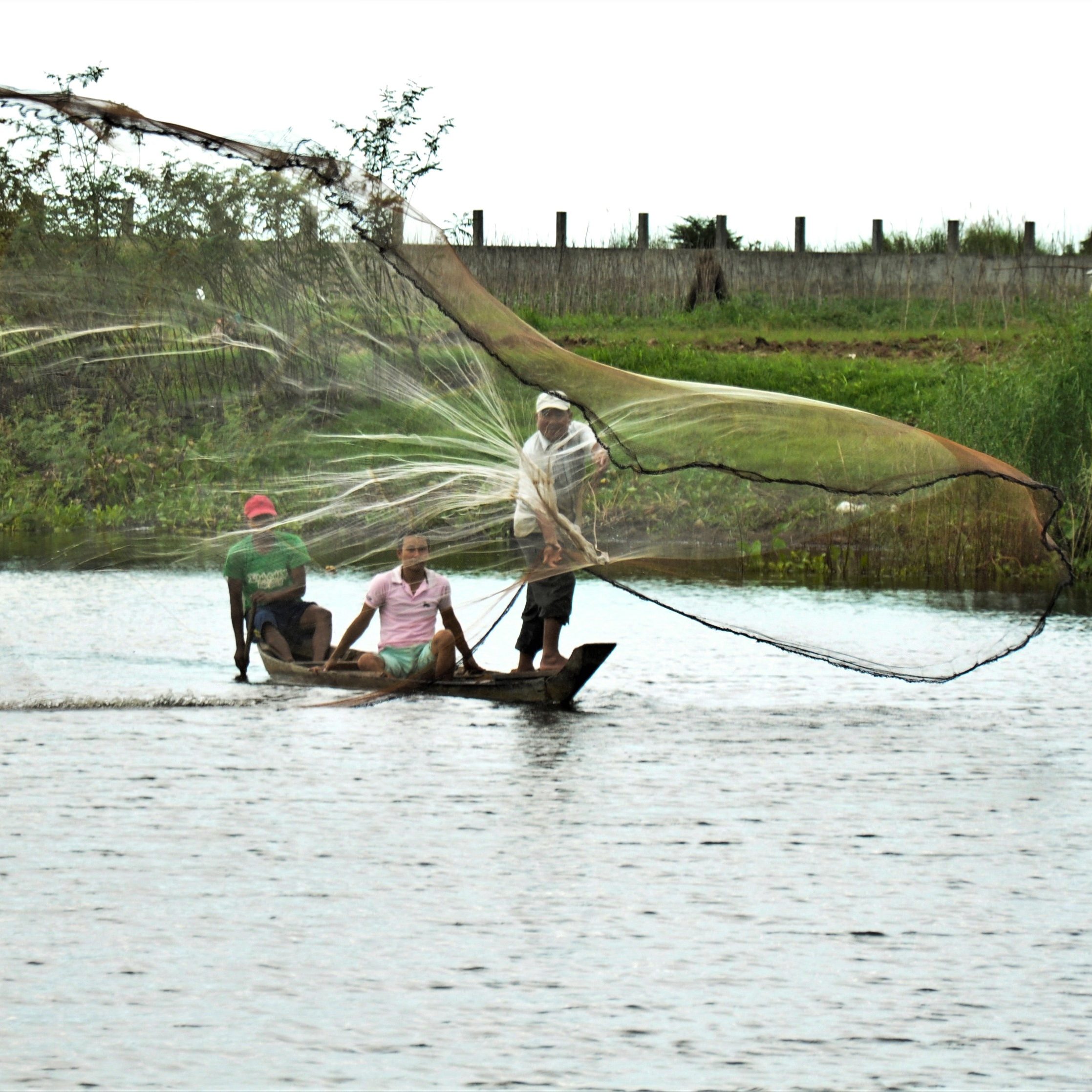 Three fisherman in a canoe casting a hand net 