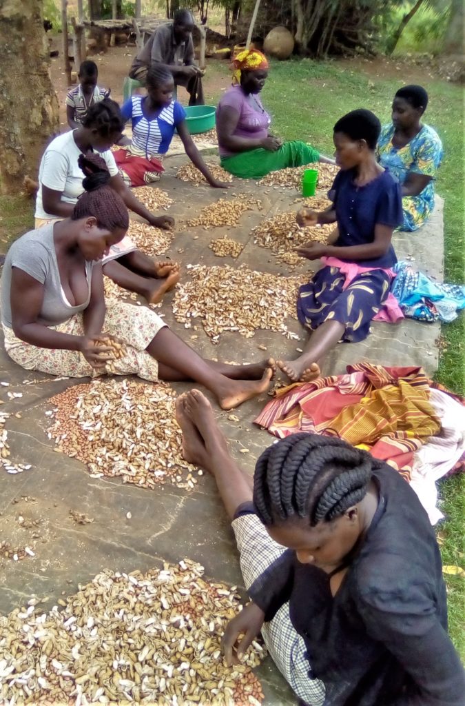 Women in Uganda sorting peanuts